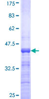 MAFA Protein - 12.5% SDS-PAGE Stained with Coomassie Blue.