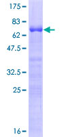 MAFB Protein - 12.5% SDS-PAGE of human MAFB stained with Coomassie Blue
