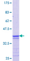 MAFB Protein - 12.5% SDS-PAGE Stained with Coomassie Blue.
