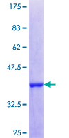 MAFF Protein - 12.5% SDS-PAGE Stained with Coomassie Blue.