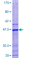 MAFG Protein - 12.5% SDS-PAGE of human MAFG stained with Coomassie Blue