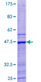 MAFG Protein - 12.5% SDS-PAGE of human MAFG stained with Coomassie Blue