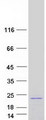 MAFG Protein - Purified recombinant protein MAFG was analyzed by SDS-PAGE gel and Coomassie Blue Staining