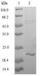 MAFK Protein - (Tris-Glycine gel) Discontinuous SDS-PAGE (reduced) with 5% enrichment gel and 15% separation gel.