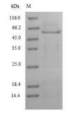 MAG Protein - (Tris-Glycine gel) Discontinuous SDS-PAGE (reduced) with 5% enrichment gel and 15% separation gel.