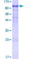 MAG Protein - 12.5% SDS-PAGE of human MAG stained with Coomassie Blue