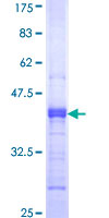 MAG Protein - 12.5% SDS-PAGE Stained with Coomassie Blue.