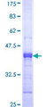 MAG Protein - 12.5% SDS-PAGE Stained with Coomassie Blue.
