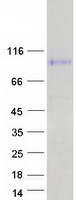 MAG Protein - Purified recombinant protein MAG was analyzed by SDS-PAGE gel and Coomassie Blue Staining