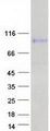 MAG Protein - Purified recombinant protein MAG was analyzed by SDS-PAGE gel and Coomassie Blue Staining