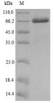 MAGE10 / MAGEA10 Protein - (Tris-Glycine gel) Discontinuous SDS-PAGE (reduced) with 5% enrichment gel and 15% separation gel.