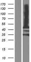 MAGE12 / MAGEA12 Protein - Western validation with an anti-DDK antibody * L: Control HEK293 lysate R: Over-expression lysate