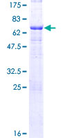 MAGE12 / MAGEA12 Protein - 12.5% SDS-PAGE of human MAGEA12 stained with Coomassie Blue