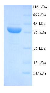 MAGEA1 / MAGE 1 Protein