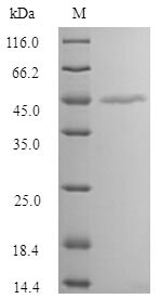 MAGEA1 / MAGE 1 Protein - (Tris-Glycine gel) Discontinuous SDS-PAGE (reduced) with 5% enrichment gel and 15% separation gel.