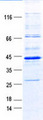 MAGEA1 / MAGE 1 Protein - Purified recombinant protein MAGEA1 was analyzed by SDS-PAGE gel and Coomassie Blue Staining
