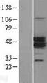 MAGEA11 Protein - Western validation with an anti-DDK antibody * L: Control HEK293 lysate R: Over-expression lysate