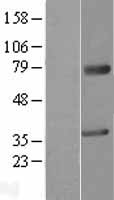 MAGEA2 Protein - Western validation with an anti-DDK antibody * L: Control HEK293 lysate R: Over-expression lysate