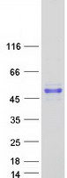 MAGEA3 Protein - Purified recombinant protein MAGEA3 was analyzed by SDS-PAGE gel and Coomassie Blue Staining