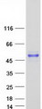 MAGEA3 Protein - Purified recombinant protein MAGEA3 was analyzed by SDS-PAGE gel and Coomassie Blue Staining