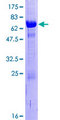 MAGEA4 Protein - 12.5% SDS-PAGE of human MAGEA4 stained with Coomassie Blue