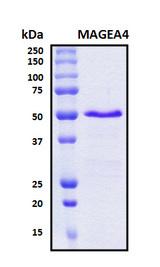 MAGEA4 Protein