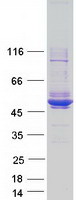 MAGEA4 Protein - Purified recombinant protein MAGEA4 was analyzed by SDS-PAGE gel and Coomassie Blue Staining