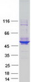 MAGEA4 Protein - Purified recombinant protein MAGEA4 was analyzed by SDS-PAGE gel and Coomassie Blue Staining