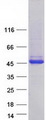 MAGEA4 Protein - Purified recombinant protein MAGEA4 was analyzed by SDS-PAGE gel and Coomassie Blue Staining