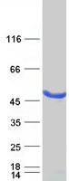 MAGEA4 Protein - Purified recombinant protein MAGEA4 was analyzed by SDS-PAGE gel and Coomassie Blue Staining