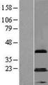MAGEA5 Protein - Western validation with an anti-DDK antibody * L: Control HEK293 lysate R: Over-expression lysate