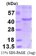 MAGEA6 Protein