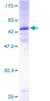 MAGEA8 Protein - 12.5% SDS-PAGE of human MAGEA8 stained with Coomassie Blue