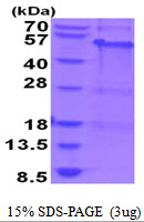 MAGEA8 Protein