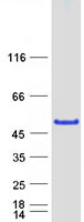 MAGEB1 Protein - Purified recombinant protein MAGEB1 was analyzed by SDS-PAGE gel and Coomassie Blue Staining