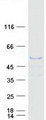 MAGEB4 Protein - Purified recombinant protein MAGEB4 was analyzed by SDS-PAGE gel and Coomassie Blue Staining