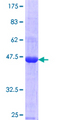 MAGEC1 Protein - 12.5% SDS-PAGE Stained with Coomassie Blue.