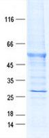 MAGEC2 / CT10 Protein