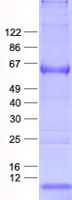 MAGEC2 / CT10 Protein