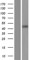 MAGEC3 Protein - Western validation with an anti-DDK antibody * L: Control HEK293 lysate R: Over-expression lysate
