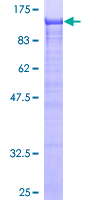 MAGED1 / NRAGE Protein - 12.5% SDS-PAGE of human MAGED1 stained with Coomassie Blue