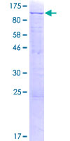 MAGED1 / NRAGE Protein - 12.5% SDS-PAGE of human MAGED1 stained with Coomassie Blue