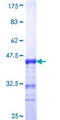 MAGED1 / NRAGE Protein - 12.5% SDS-PAGE Stained with Coomassie Blue.