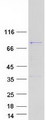 MAGED2 Protein - Purified recombinant protein MAGED2 was analyzed by SDS-PAGE gel and Coomassie Blue Staining