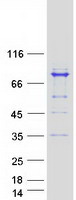 MAGED2 Protein - Purified recombinant protein MAGED2 was analyzed by SDS-PAGE gel and Coomassie Blue Staining