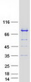 MAGED2 Protein - Purified recombinant protein MAGED2 was analyzed by SDS-PAGE gel and Coomassie Blue Staining