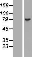 MAGED4 Protein - Western validation with an anti-DDK antibody * L: Control HEK293 lysate R: Over-expression lysate