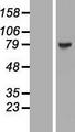 MAGED4 Protein - Western validation with an anti-DDK antibody * L: Control HEK293 lysate R: Over-expression lysate