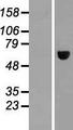 MAGEE2 Protein - Western validation with an anti-DDK antibody * L: Control HEK293 lysate R: Over-expression lysate