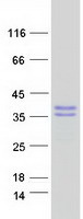 MAGEH1 / APR1 Protein - Purified recombinant protein MAGEH1 was analyzed by SDS-PAGE gel and Coomassie Blue Staining